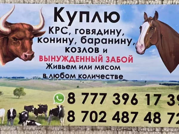 Кобыла, Породы лошадей