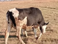 Kuh, Latvian Blue cattle — Foto 4