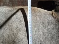Mucca, Razza Alataus — foto 1