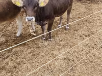 Mucca, Razza bruna carpaziana — foto 2