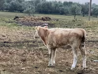 گاو ماده, Simmental cattle — عکس 2