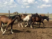 Cavalo, Horse breed — foto 7