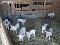 Scrofa, Дюрок — foto 3
