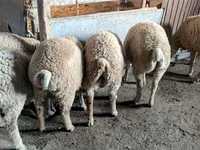Kambing jantan, Sheep — foto 5