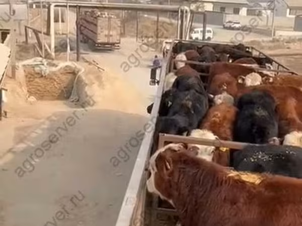 Buğa, Mal-qara
