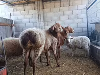 Bagge, Rhon sheep — foto 3