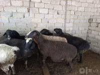 میش, گوسفند — عکس 3
