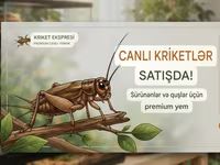 Məhsul: Canlı kriketlər – sürünənlər və quşlar üçün premium yem — fotografija 1