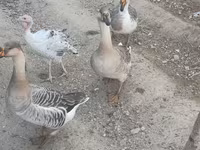 Geese — عکس 1
