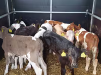 Toro, Simmental cattle — foto 2