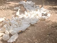Německý pekin — foto 5