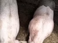 Sow, Pigs — photo 2