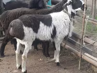 قوچ, Rhon sheep — عکس 3