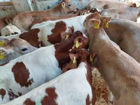 Býk, Simmental cattle — foto 1