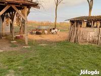 Schaf, Cameroon sheep — Foto 4
