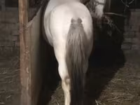 Cavallo, Cavalli — foto 3