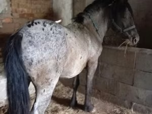 اسب نر, Appaloosa