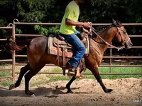Cavalla, Standardbred — foto 6