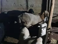 Ram, Tian-Shan semifinewool sheep — photo 5