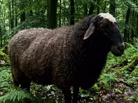 Wad, Sheep — sawirka 1