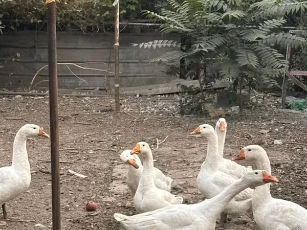 Geese