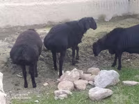 قوچ, Hissar sheep — عکس 4