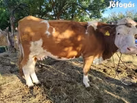 Ko, Simmental cattle — foto 3
