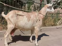 بز ماده, بز — عکس 3