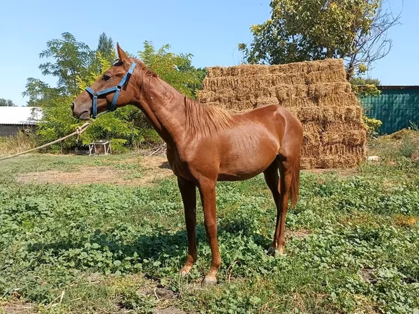 اسب نر, اسب