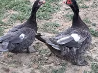 Ducks — foto 7