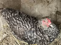 Chickens — عکس 4