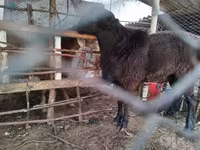 Ram, Arashan sheep — foto 5