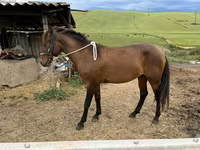 اسب نر, Azerbaijan horse — عکس 3
