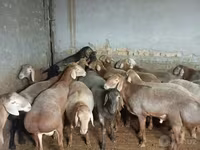 绵羊（批次，未指定性别）, Sheep — 照片 5