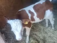 Dibi, Simmental cattle — sawirka 3