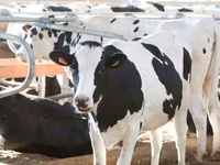 Ko, Holstein-race — foto 2