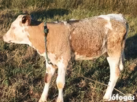 วัวตัวผู้, Simmental cattle — รูปภาพ 5