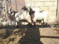 Cabro, Cabras — foto 4