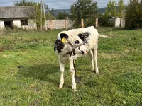 Kuh, Russian Black pied cattle — Foto 1