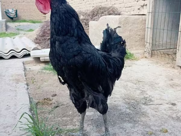 Chickens
