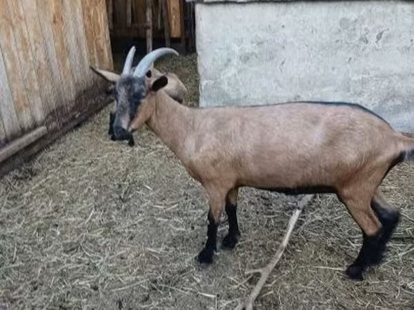 Goat, Alpine goat — Hungary