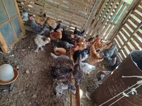 Ducks — รูปภาพ 3