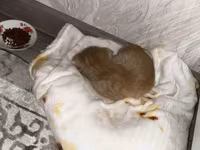 СРОЧНО!!!!
Мальчик 4 месяца 
Приученный к лотку — foto 1