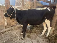 பசு, Russian Black pied cattle — புகைப்படம் 1