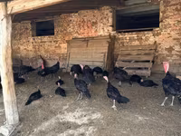 Turkeys — foto 4