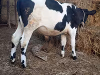 گاو نر, Russian Black pied cattle — عکس 2
