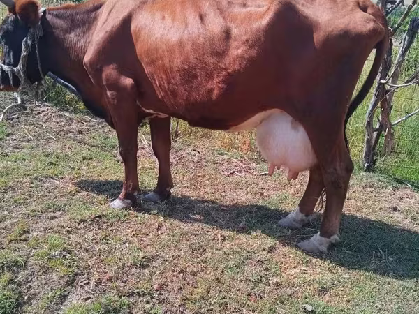 Lo’, Latvian Blue cattle