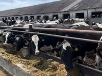 Vaca, Raça Holstein — foto 1