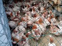 Chickens — புகைப்படம் 2