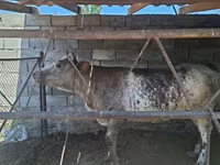 گاو ماده, بلژیکی آبی — عکس 4